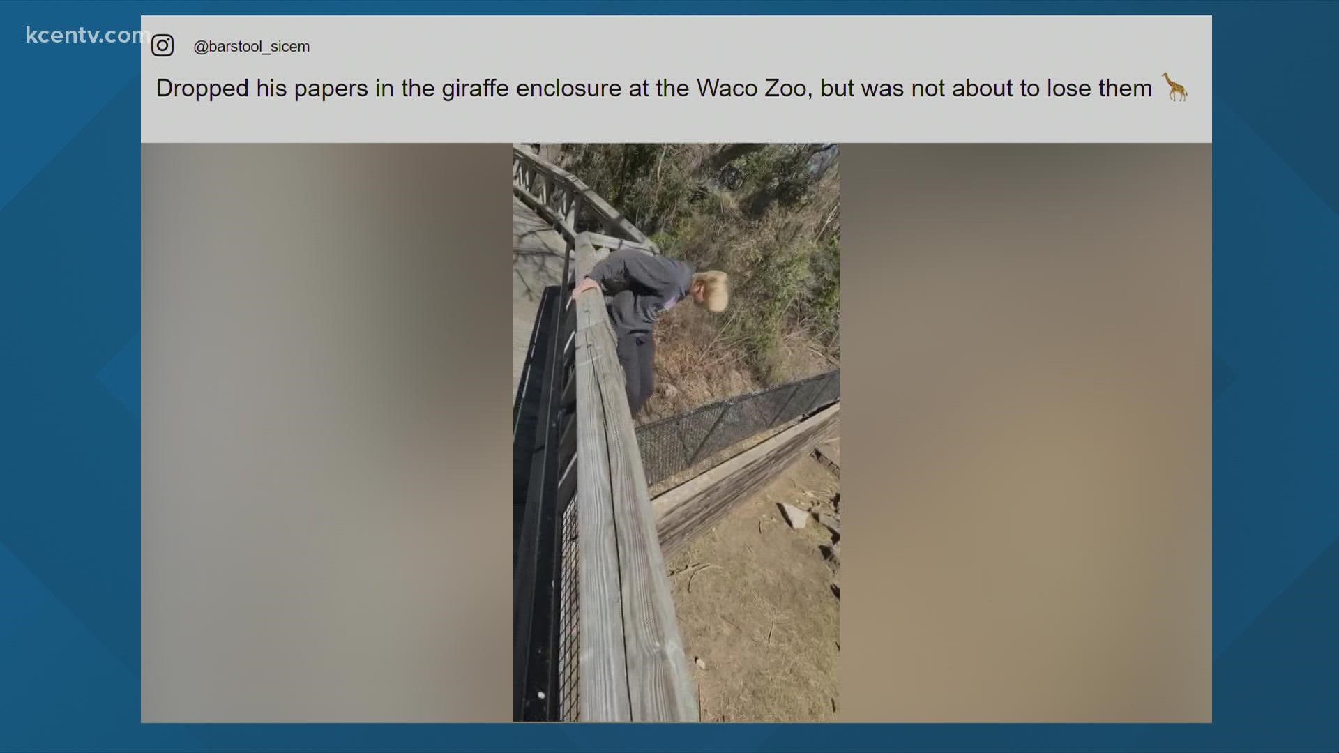 A man may be facing charges after jumping in the giraffe habitat at Cameron park zoo.