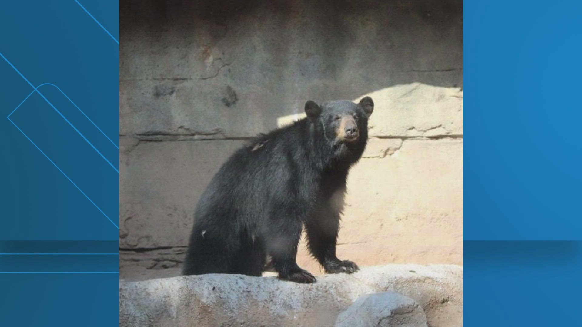 Kenai became a part of the zoo's family in March 2023 at just 7 or 8 months old. He quickly captured the hearts of staff and visitors.