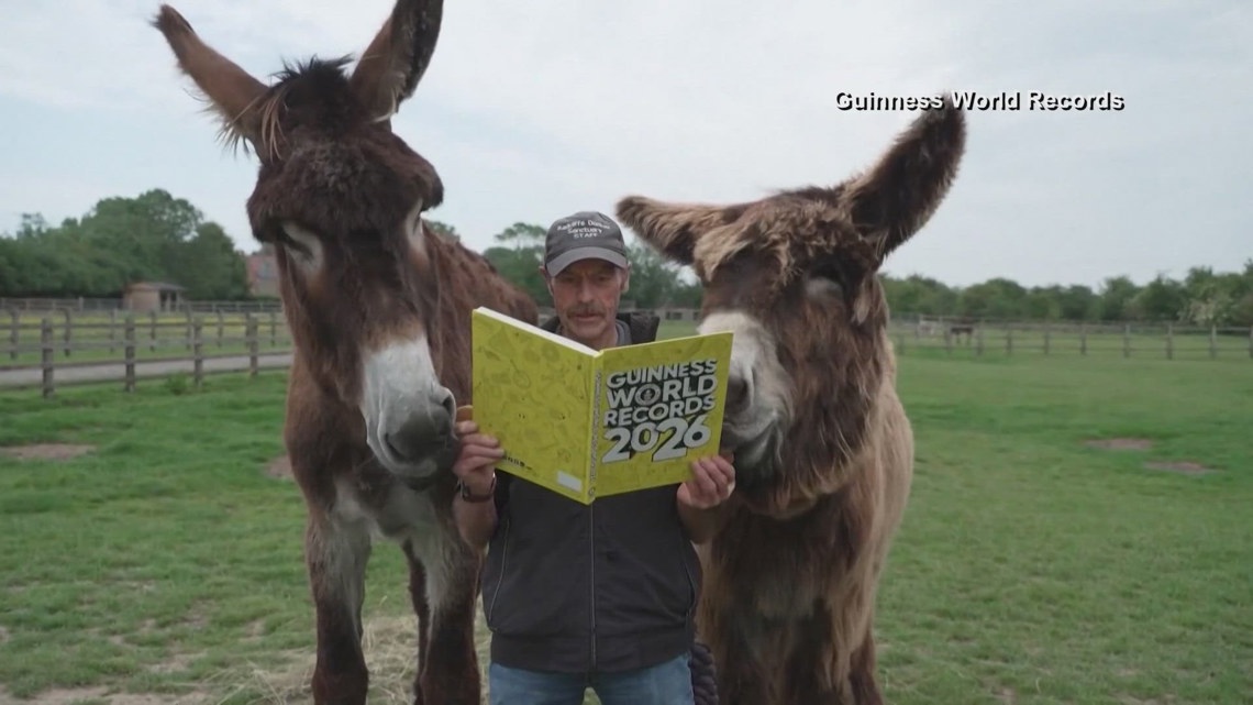 Tallest donkey sets Guinness World Record | kcentv.com