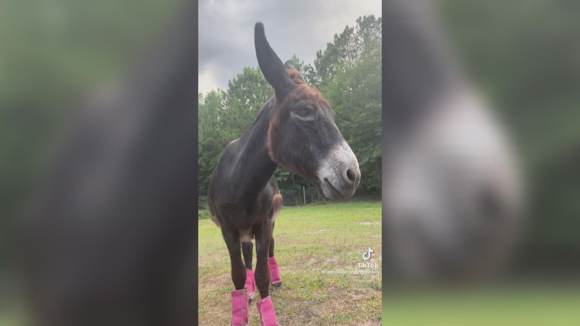 Monte, the 24-year-old singing donkey from Texas, is trending on TikTok for the way he sings to when he's hungry or excited. Take a listen!