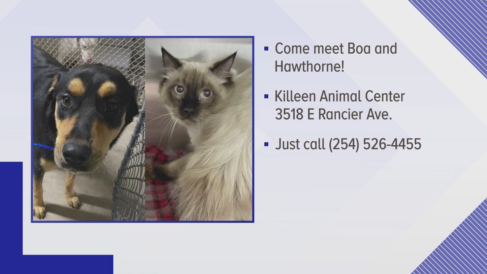 Texas Today is highlighting this weeks Perfect Pet up for adoption at the Killeen Animal Shelter. 