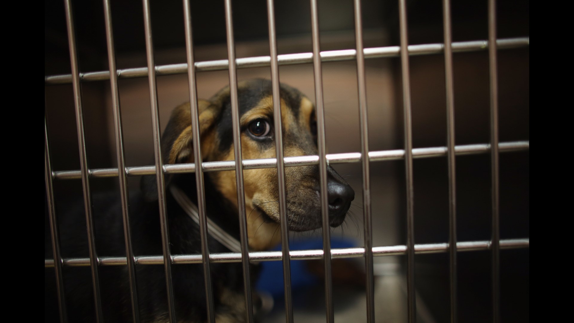 Gatesville animal shelter at full capacity, seeking pet adoptions and foster homes