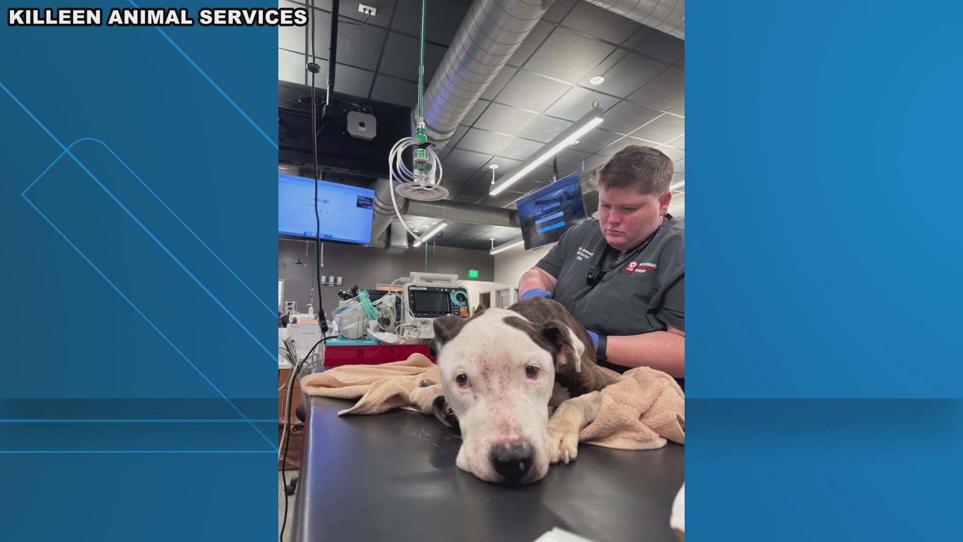 The dog, previously named Dubz, now Cyrus, was rescued from a home over the weekend and is now being cared for by Killeen Animal Services.