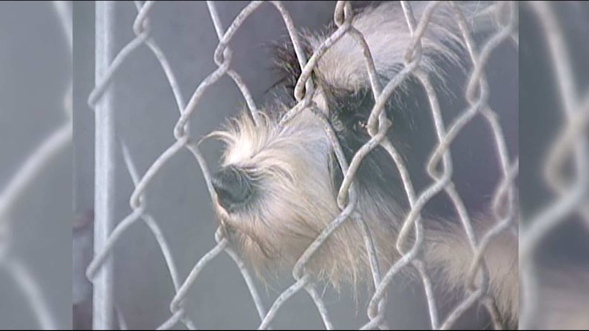 "Every kennel and animal enclosure is full and we are no longer able to intake animals from our shelter partners," the organization said in a release.