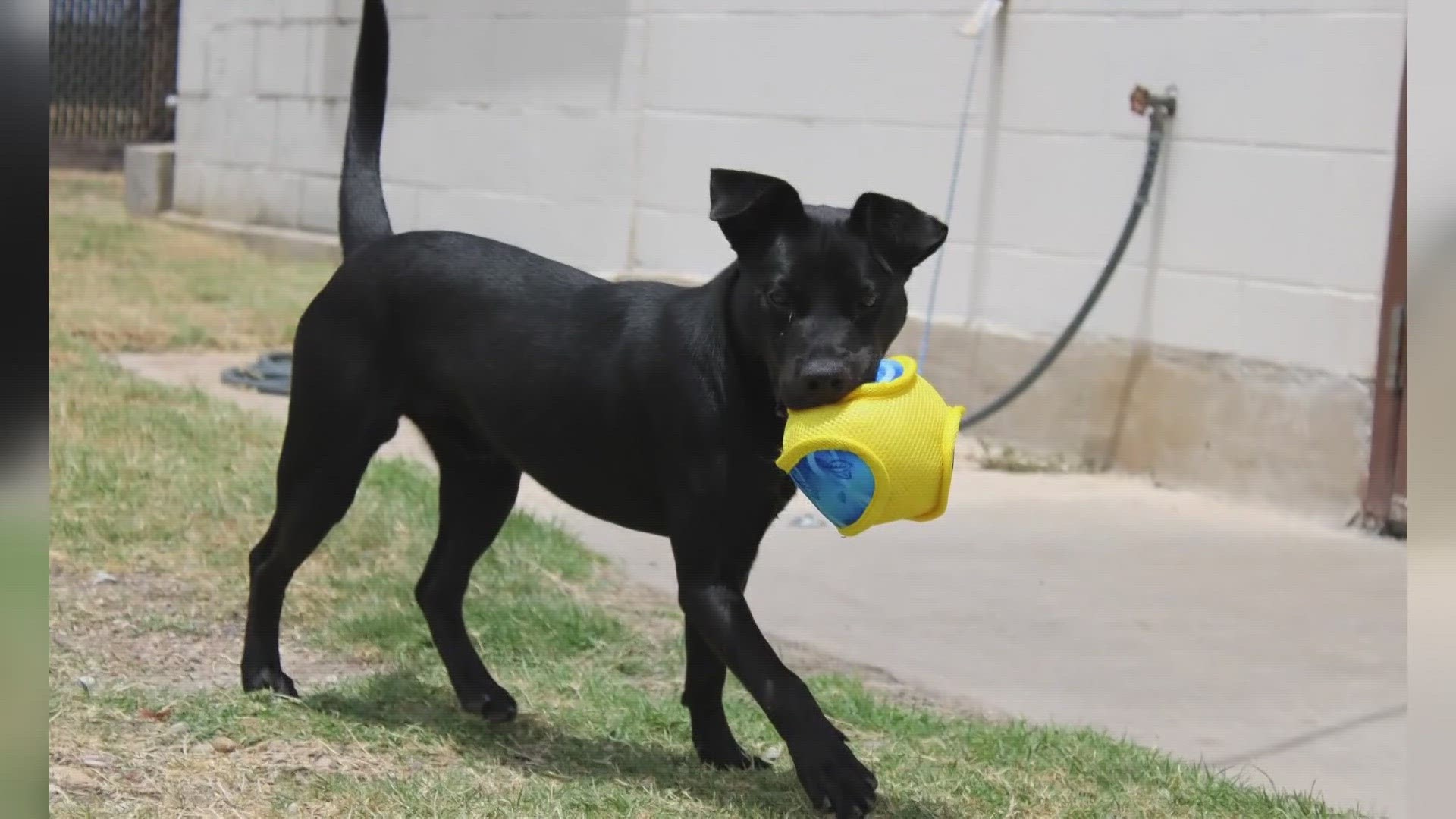 Tug is a one-year-old Labrador Retriever mix!