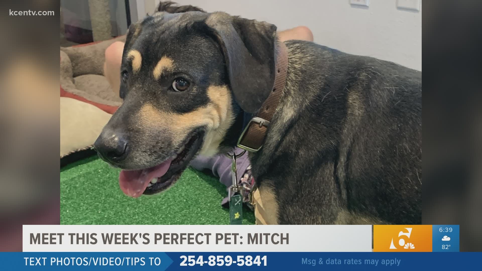Perfect Pet: Mitch is looking for his 'furever' home.