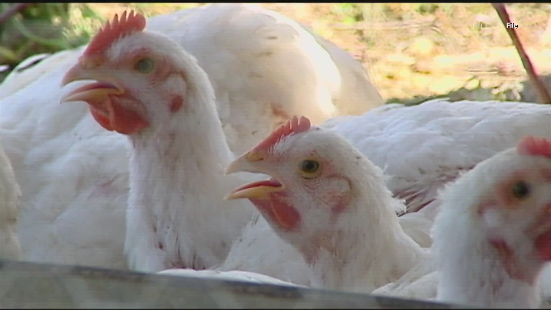 Texas confirms first case of Avian Influenza in mammals