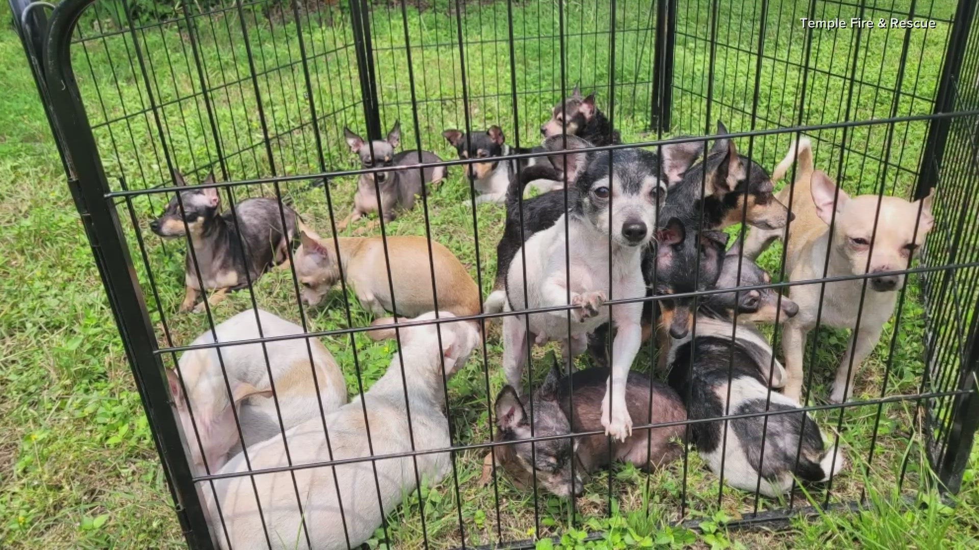 Firefighters were reportedly able to save 20 of the dogs, and Animal Services is working to care for them.