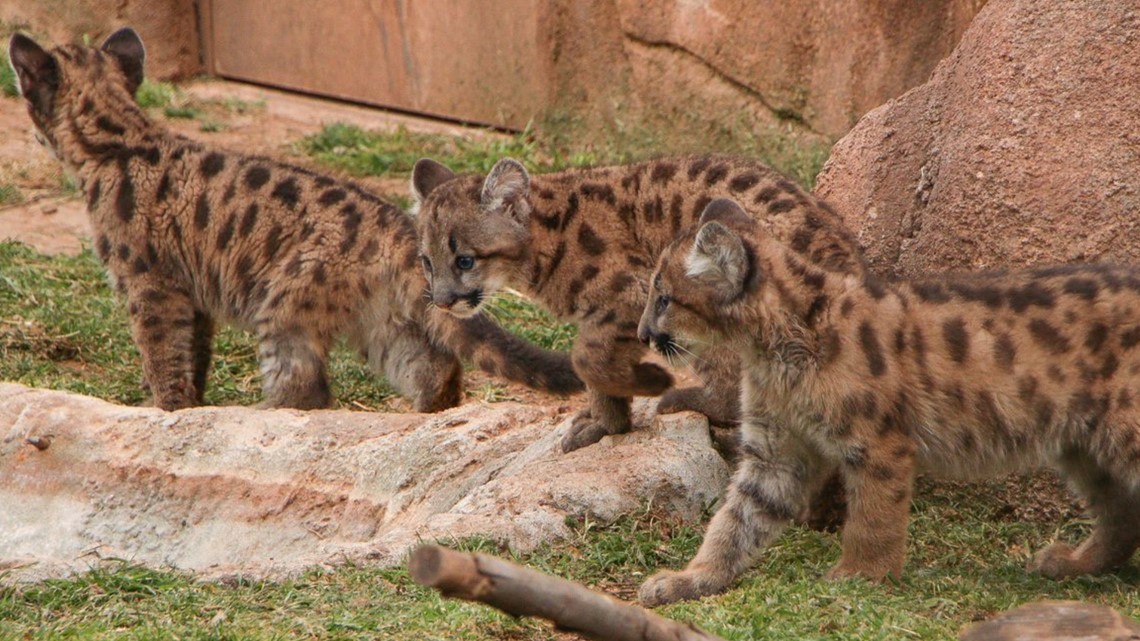 Oklahoma City Zoo announces passing of beloved bobcat