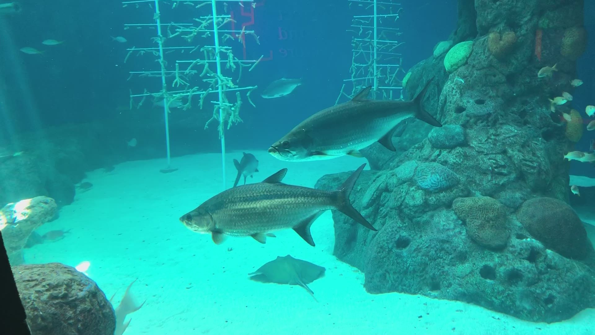 Look at these fish at the Florida Aquarium!
