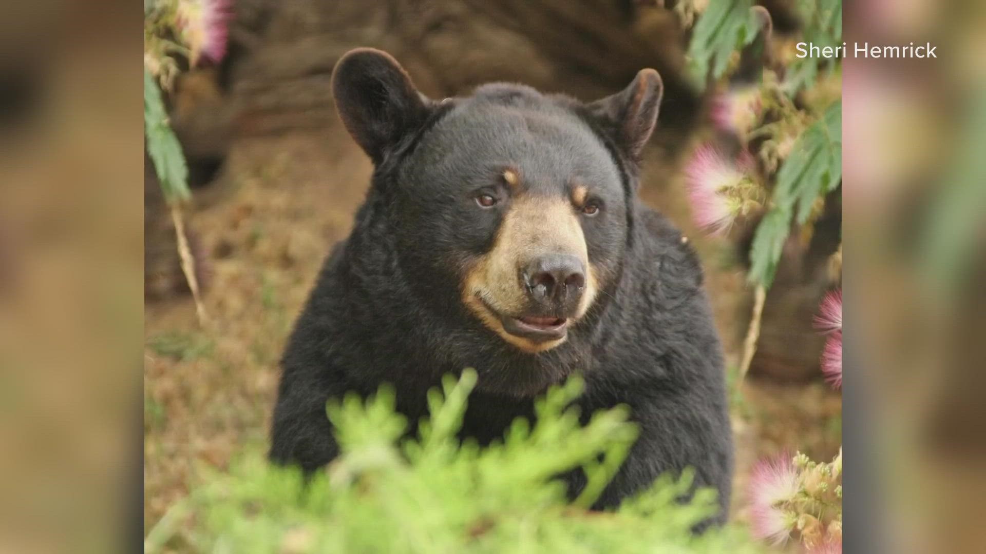 Donna, a North American black bear, was with the zoo since 2005.