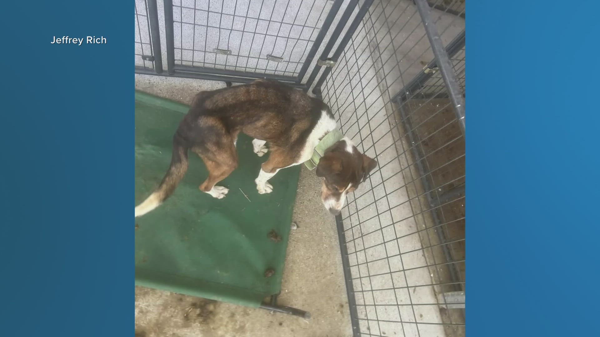 One of the dogs found in the Marlin Animal Control Center on Jan. 9 will has been taken in by a Temple nonprofit.