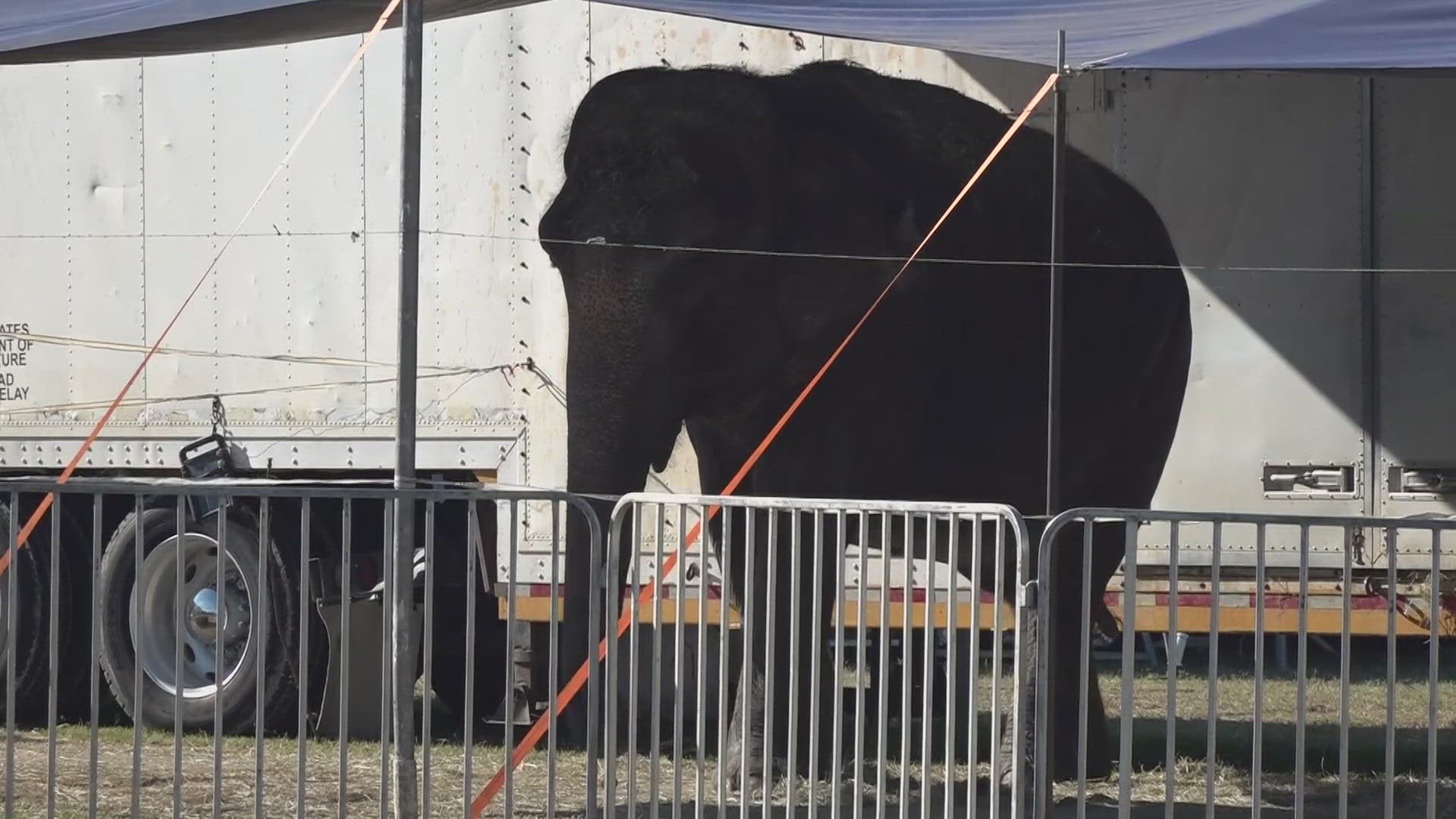 Some Waco residents have taken to social media voicing concerns about an elephant at the Mysterious Circus.