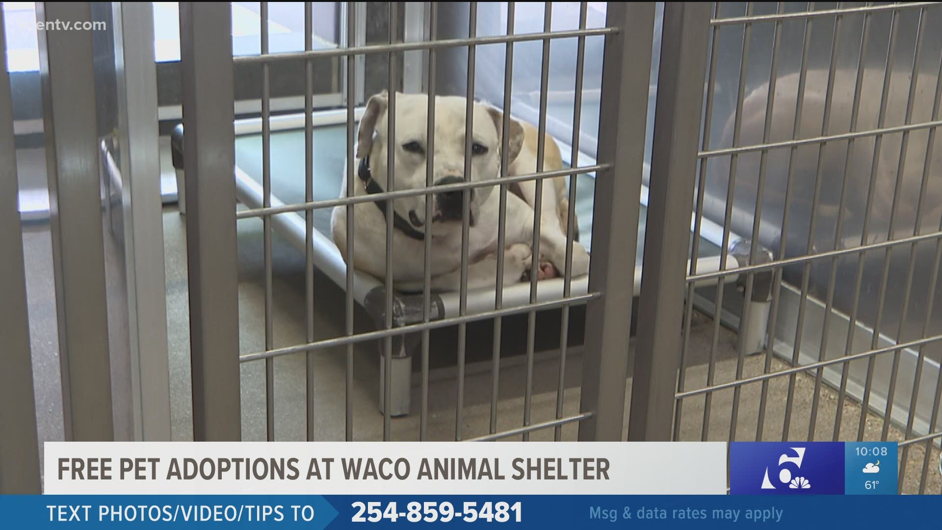 Free dog adoptions after Humane Society of Central Texas sees 115 new animals  in 11 days 