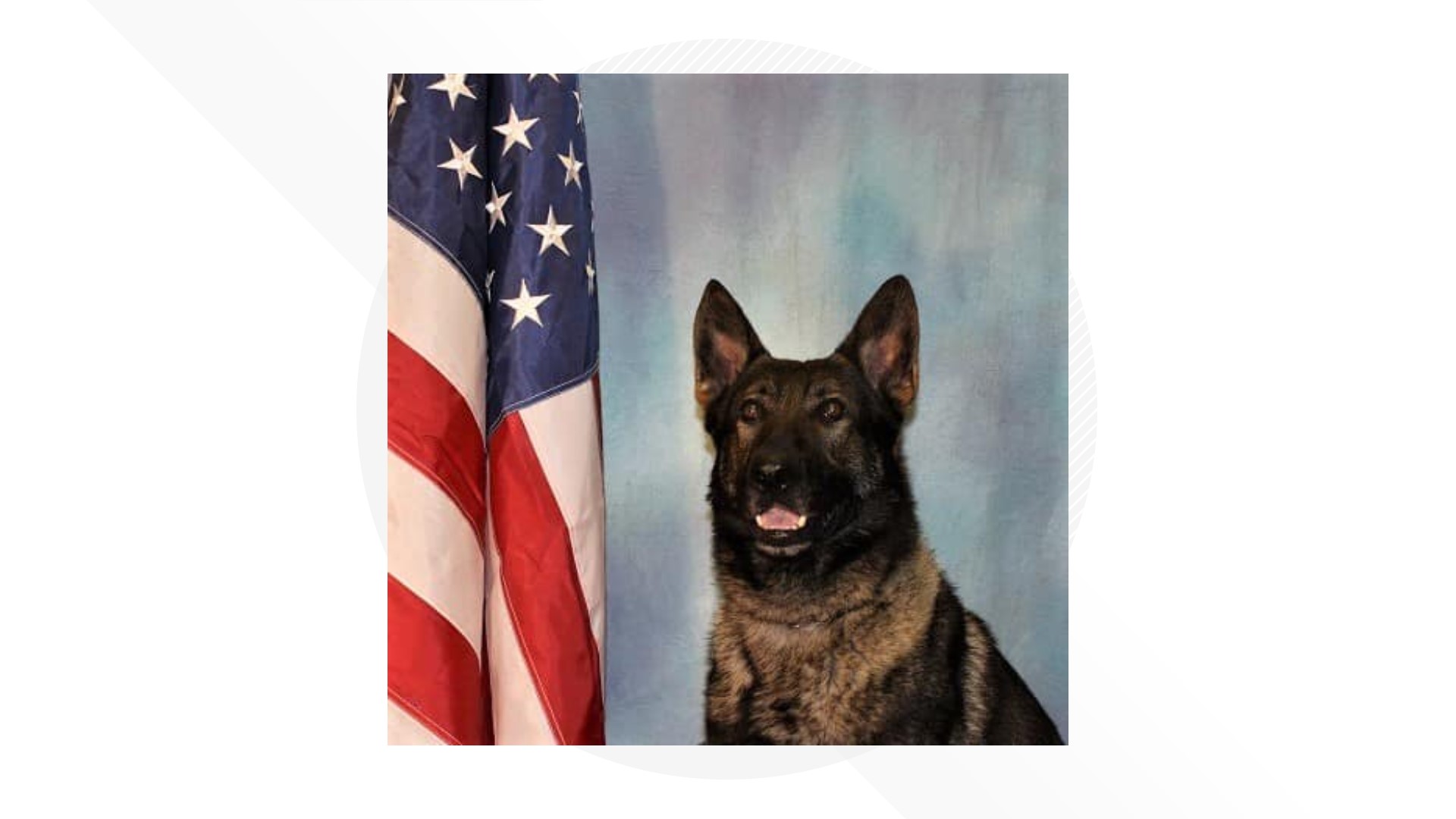Police K9 Gerry suffered liver failure after 4 1/2 years with the Woodway PD.