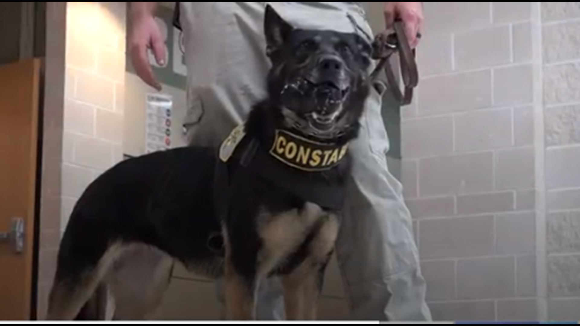 Niki is a K-9 that works with the Bell County Constable’s Office and keeps people out of harm’s way.