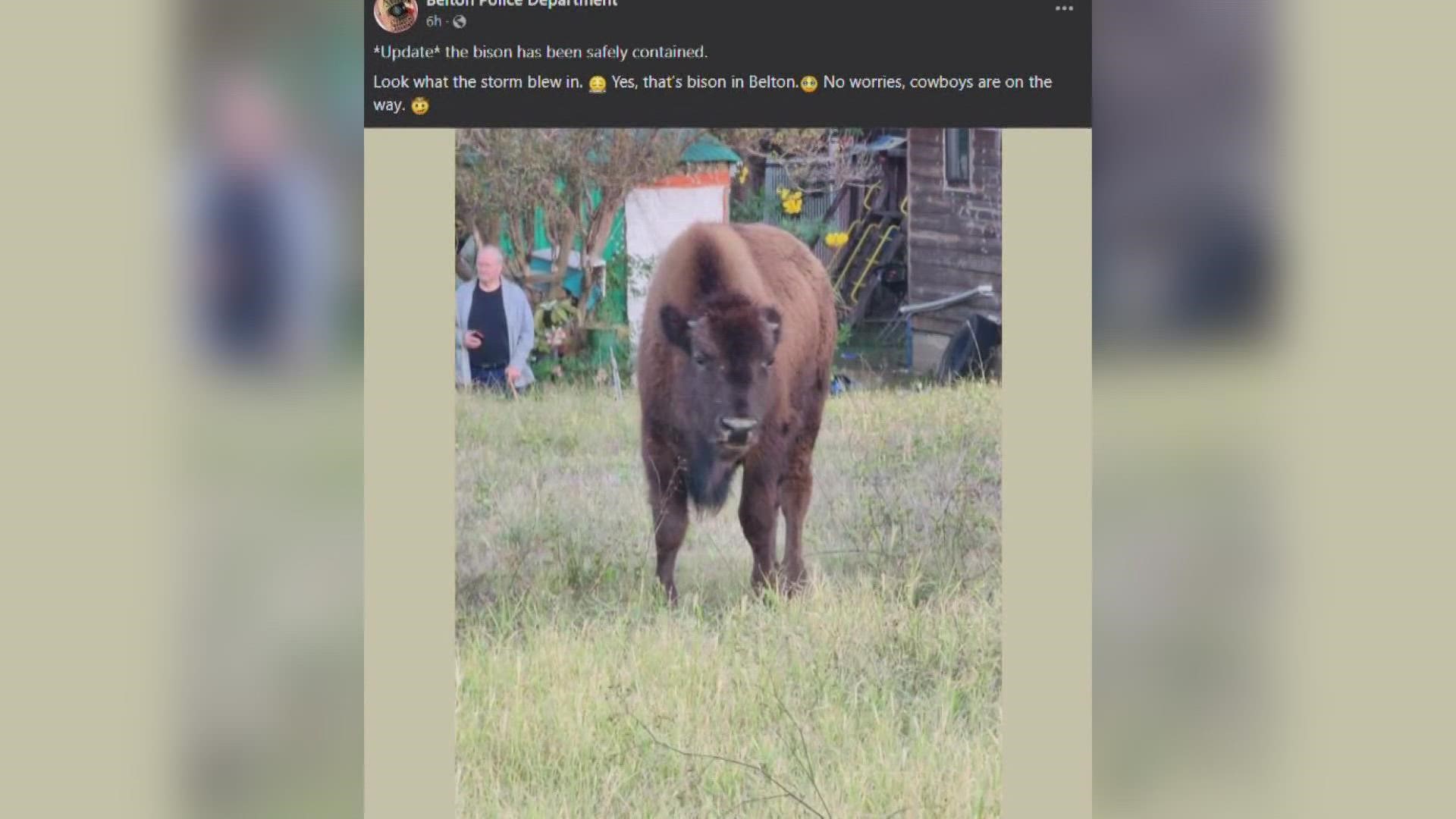 Police and local cowboys were able to safely capture the bison and return it to the veterinarian.