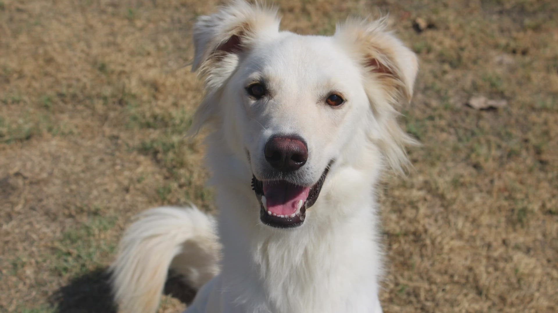 Johnny is a two-year-old male Great Pyrenees mix.