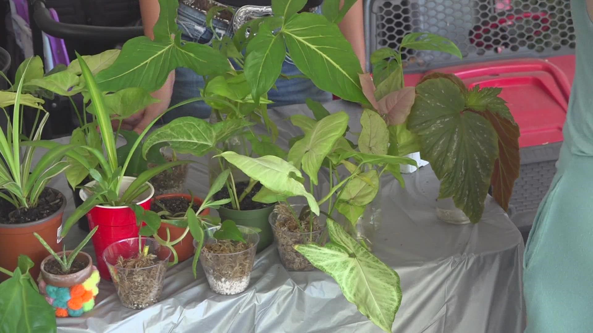 A local Waco Facebook group hosted a plant swap on Sunday and reflected on the struggles of summer drought.