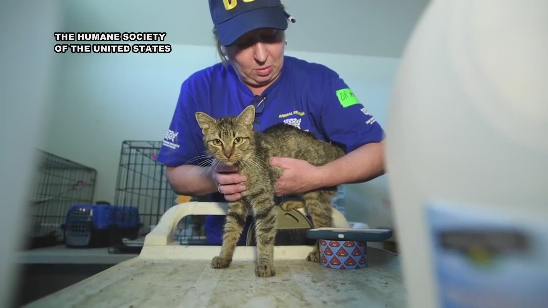 The Humane Society will move the animals to spots around the country to be put up for adoption, since they'll be more likely to find a new home outside of Texas.