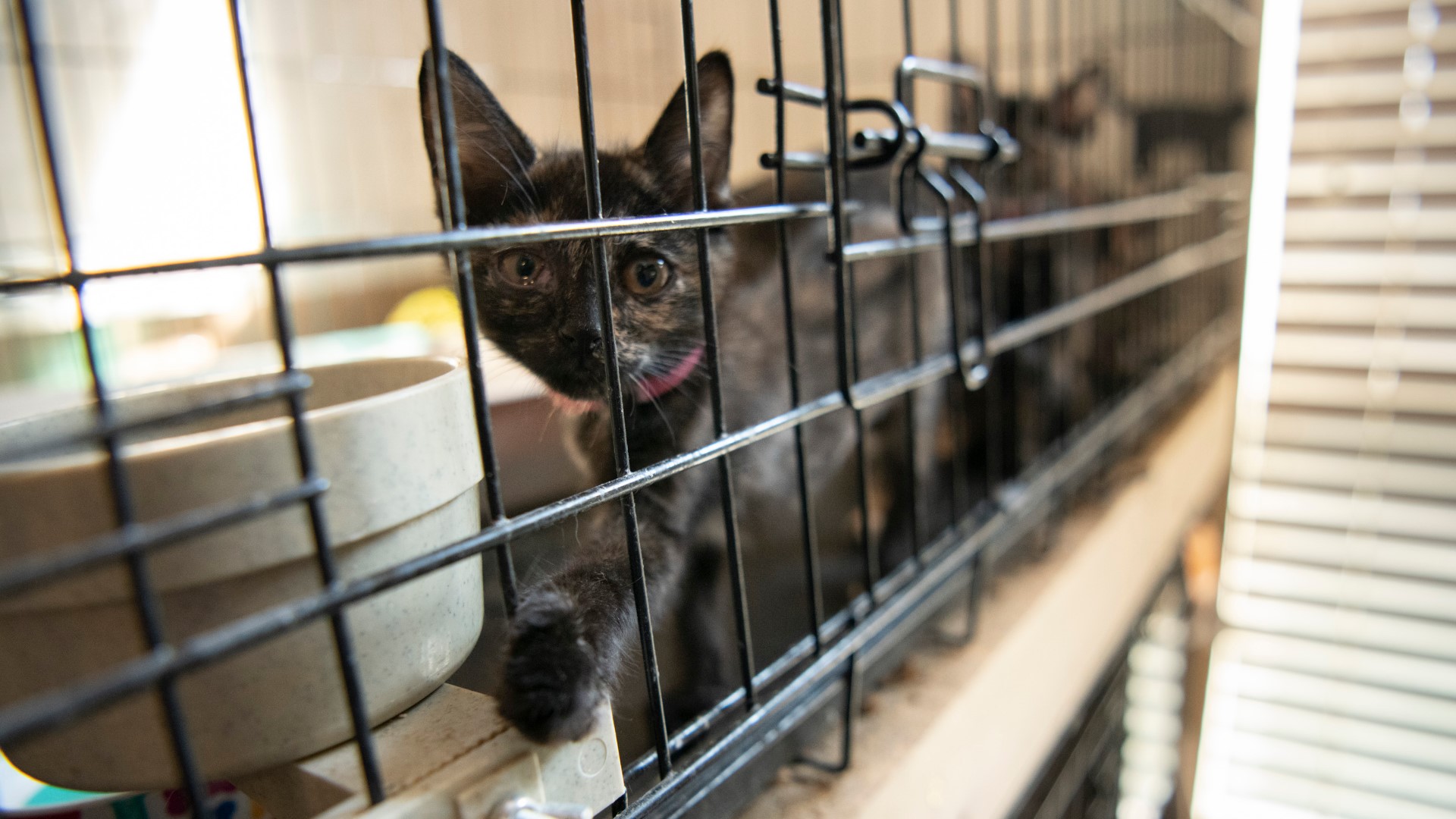 Twenty cats were rushed to the vet in critical condition and two had to be euthenized after almost 200 animals were taken from a Killeen property.