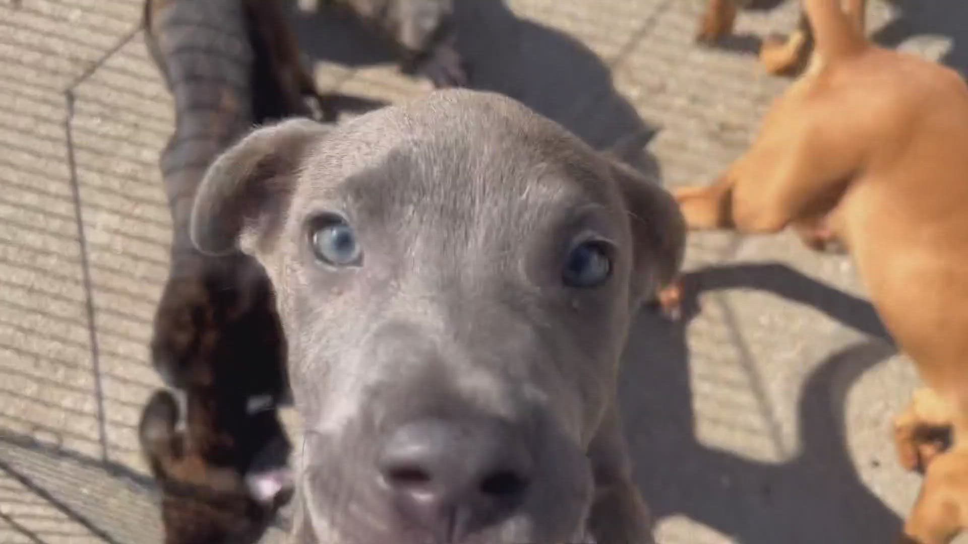 The Killeen animal shelter recently received an influx of puppies that are all looking for forever homes!