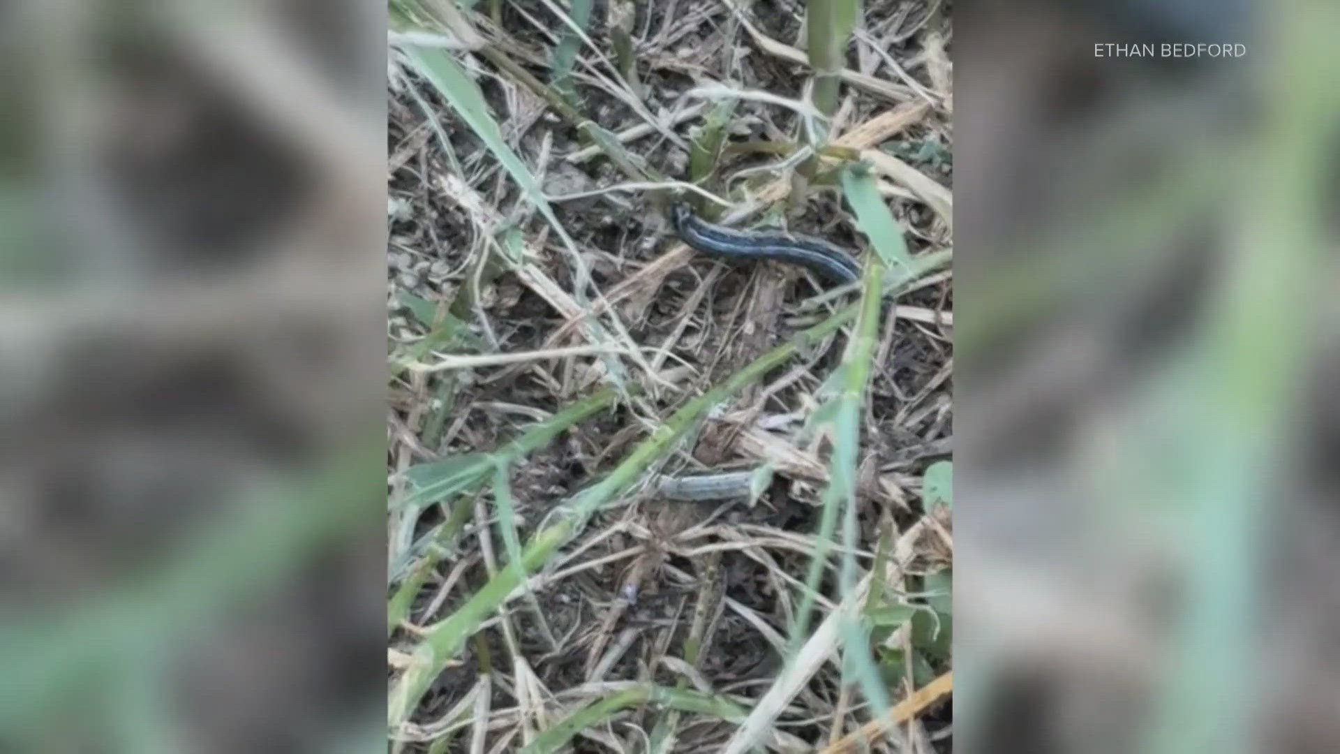 The fall armyworm, which is actually a caterpillar, makes an appearance every year. However, this year has a chance to be especially problematic.