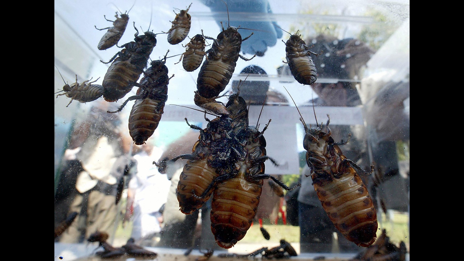 Several news articles claim roaches are immune to pesticides, but is it true? Chris Rogers verifies.