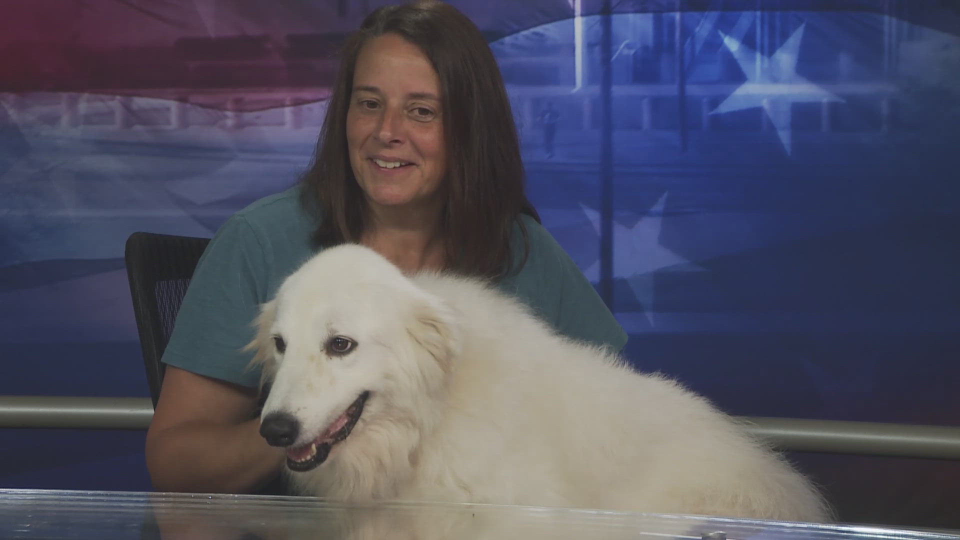 Hailey is estimated to be about 8 years old Great Pyrenees.