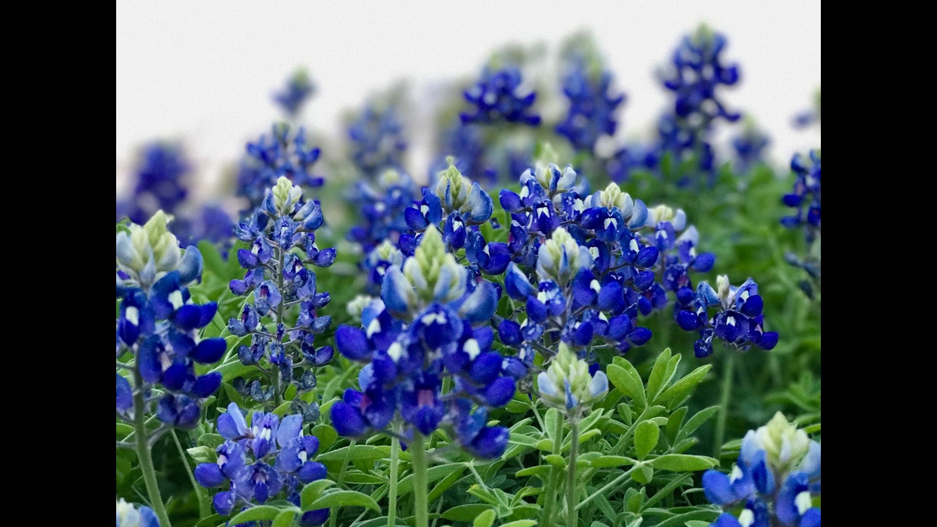 Spring has sprung, and bluebonnet season is in full force. If you grew up in the Lone Star State, there's a chance you've been told picking the flower is illegal. Is this true?