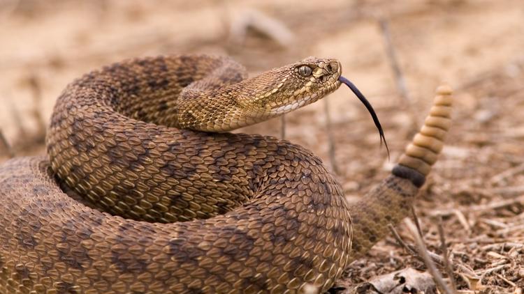 The do's and don'ts when dealing with a rattlesnake