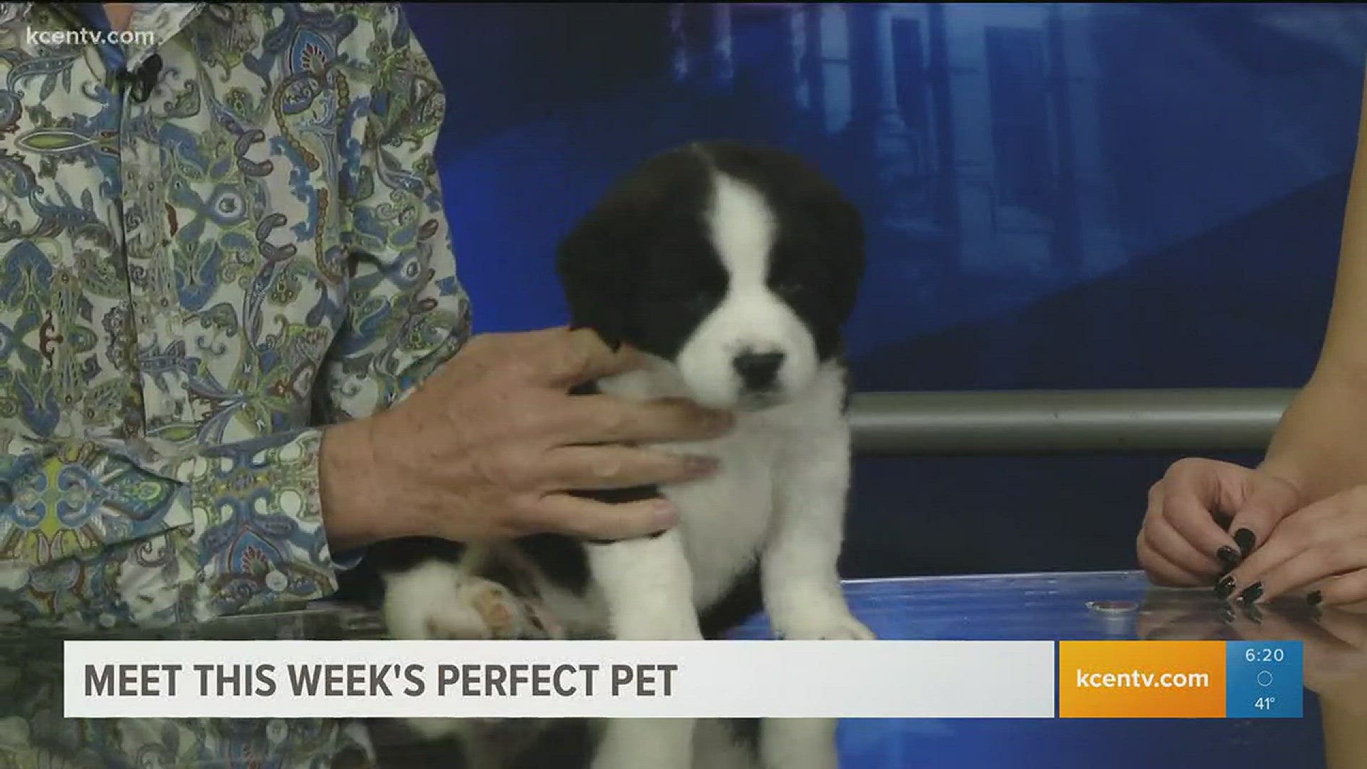 Adopt Ranger from the Humane Society of Central Texas.
