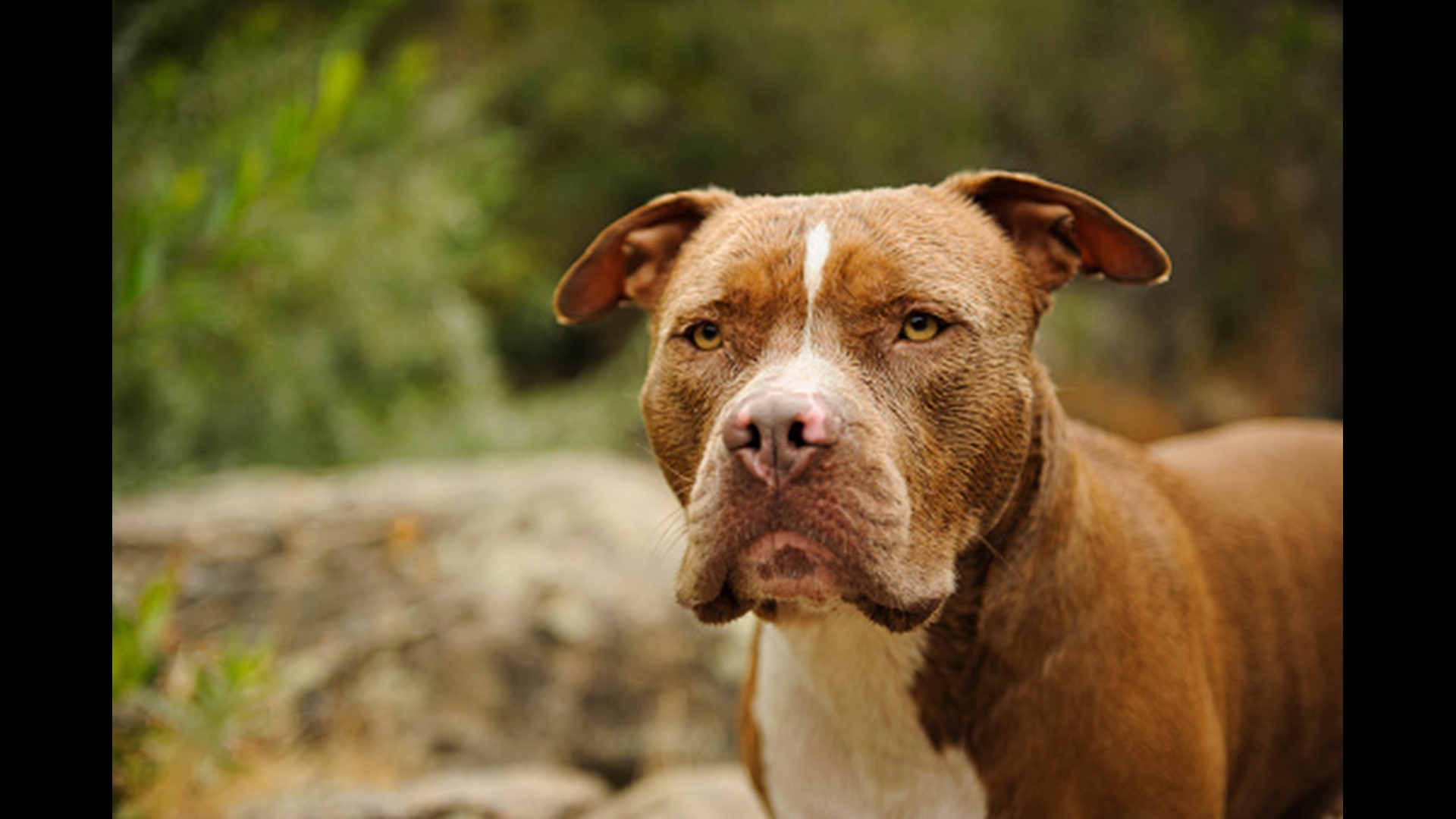are pit bulls really bad dogs