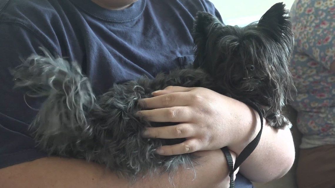 Keeping pets safe as more screwworm cases are detected