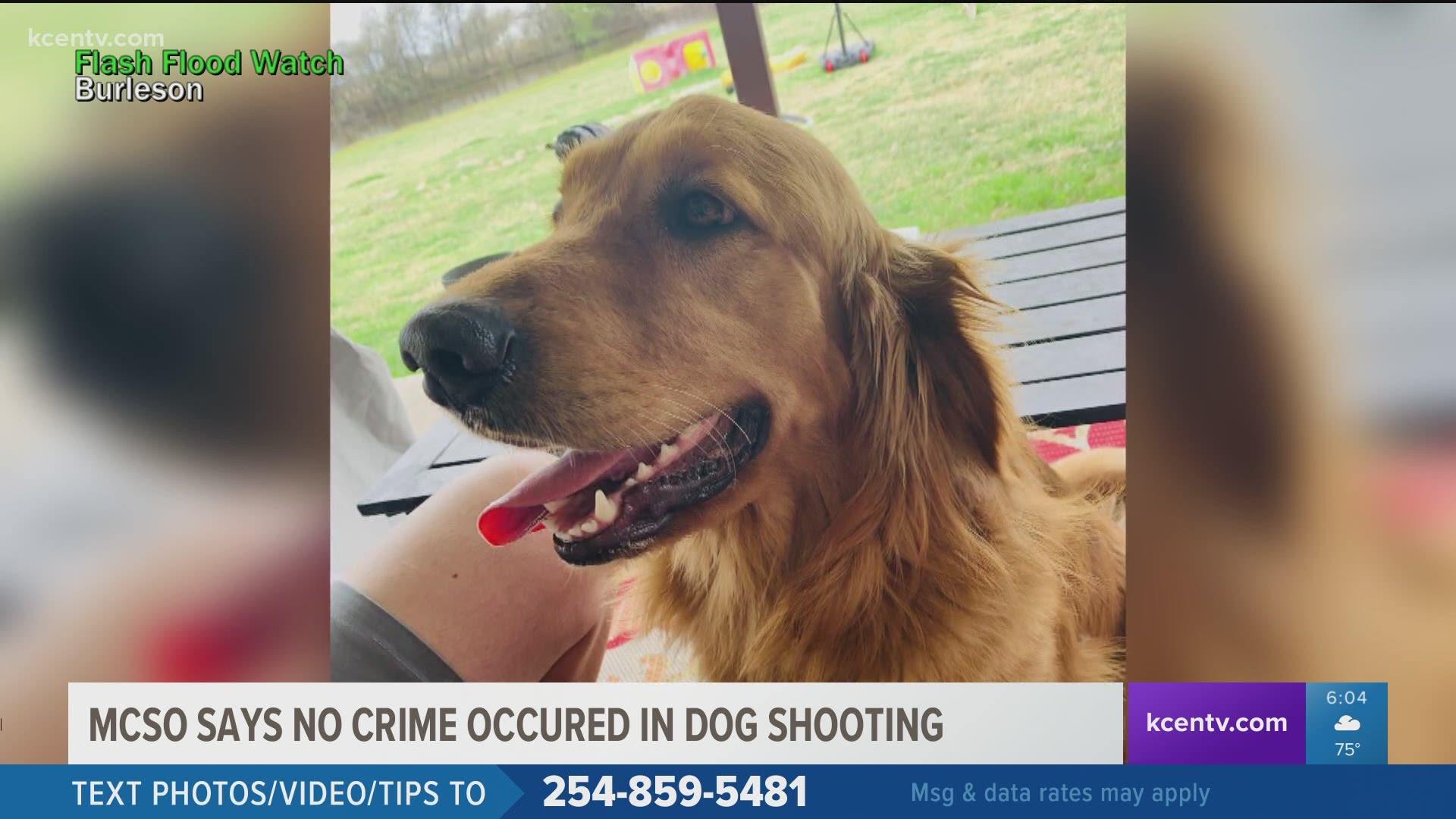 The sheriff's office said the dog was reportedly off the property and was attacking livestock before he was shot.