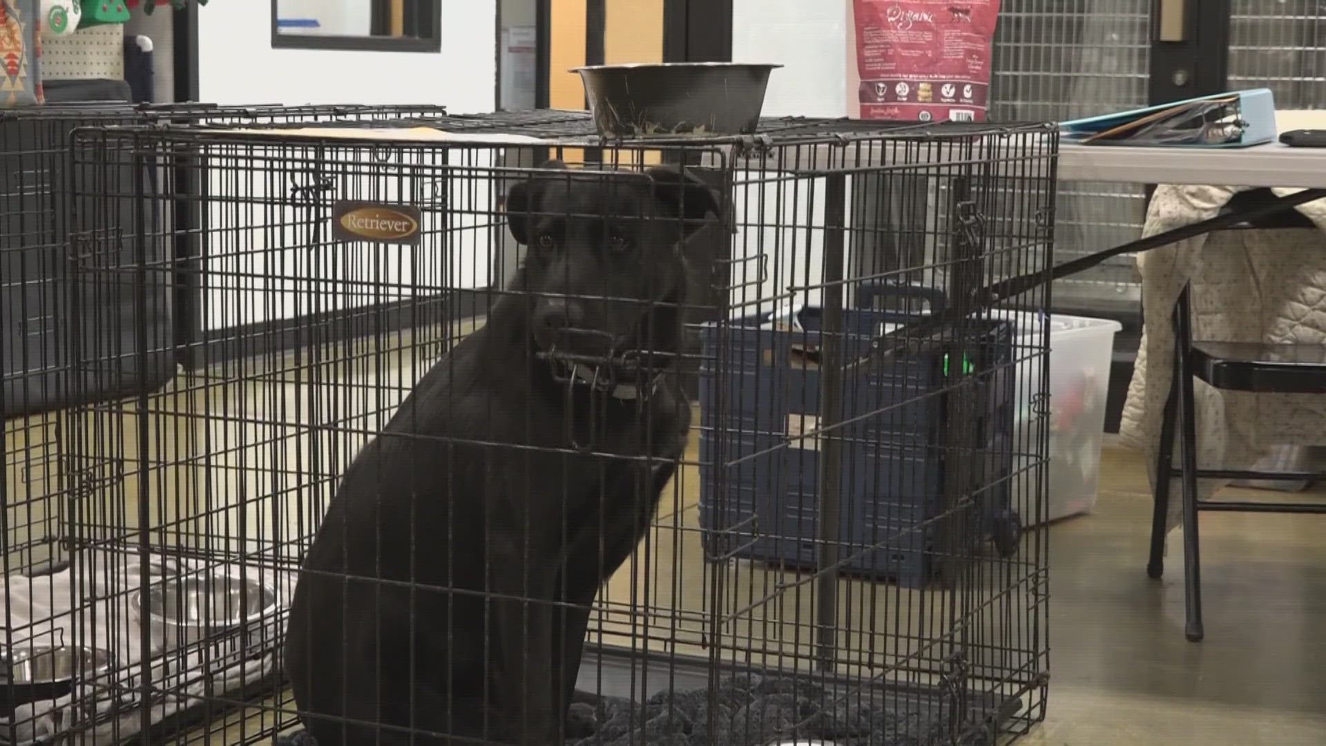 Killeen Animal Services held a pet adoption event where strays who had a home, were left on the street by their owners, had a second chance at a forever family.