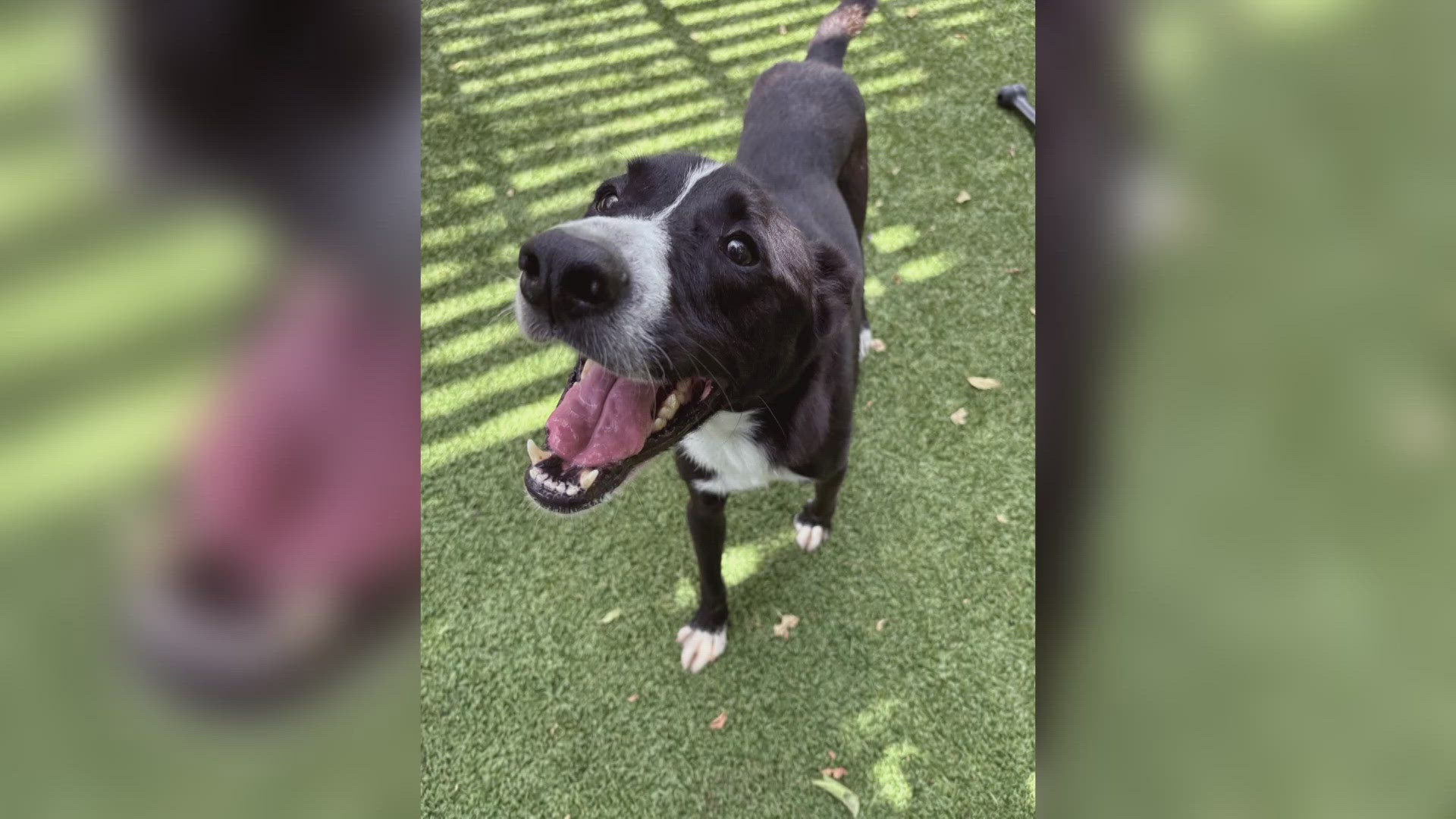 Texas Today is highlighting this weeks Perfect Pet up for adoption at the Killeen Animal Shelter.