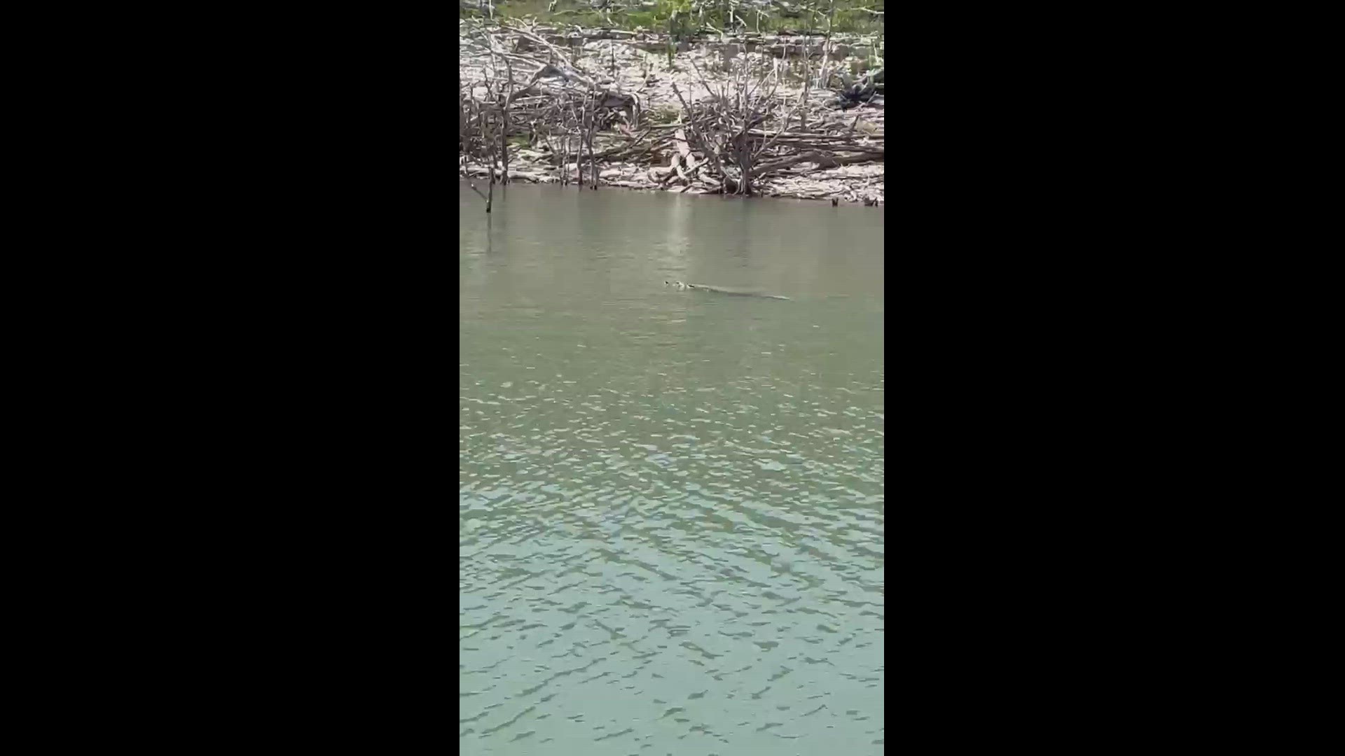 This video captured by Craig Damiano Sr. shows an alligator swimming in Stillhouse Hollow Lake near Cedar Gap Park.