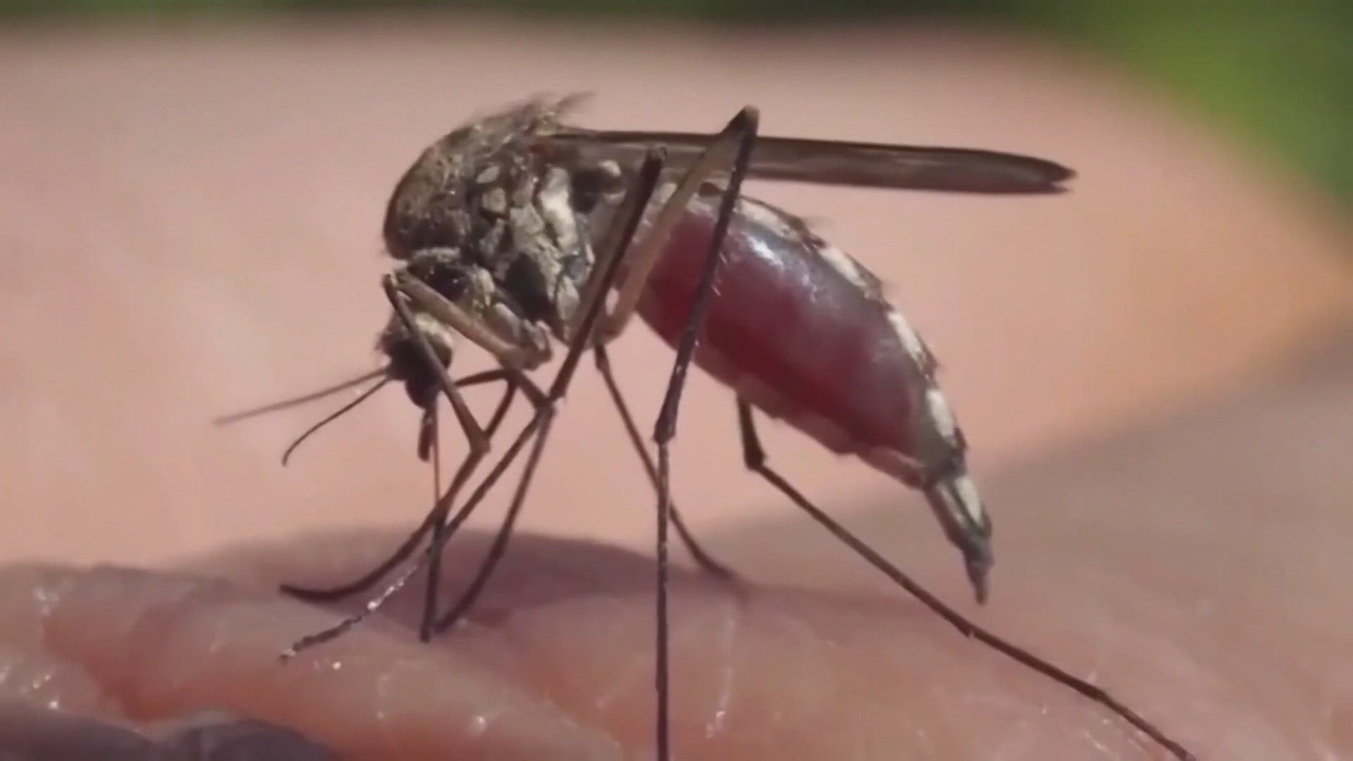 The is the first case of West Nile in McLennan County since 2020.