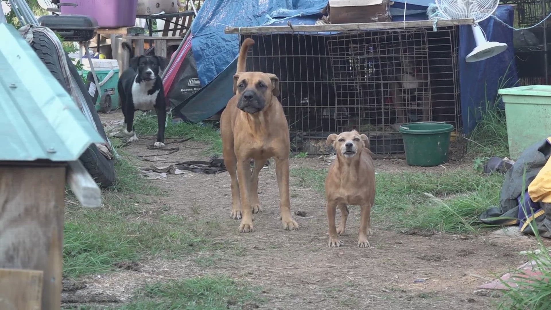 Two people arrested after more than 65 animals found at Gatesville home ...