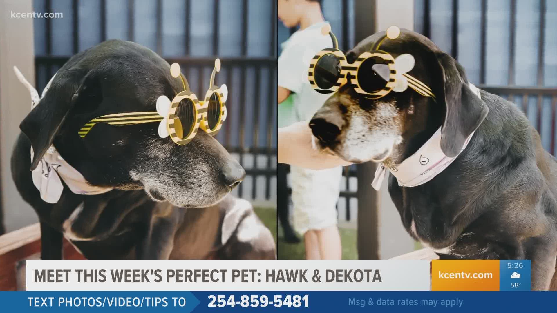 Perfect Pet: Hawk and Dekota
