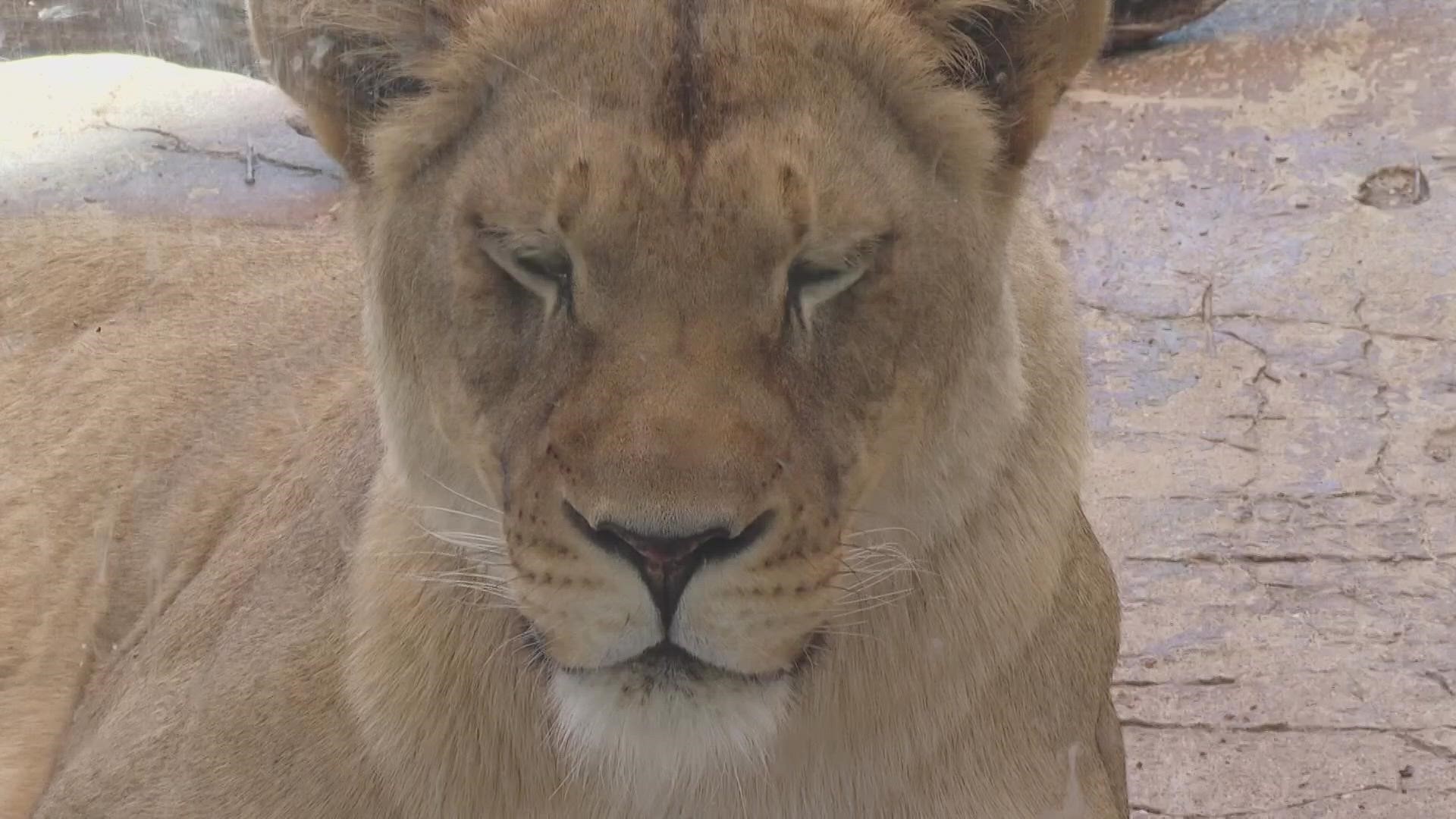 Security breechings in Dallas and Houston zoos have caused Cameron Park Zoo to take a closer look at how they secure the premises.