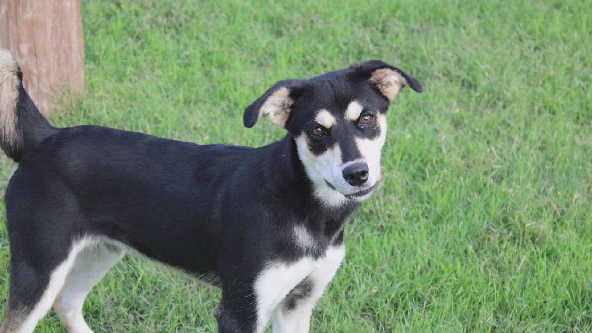 Scooter is a 6-month-old husky mix!