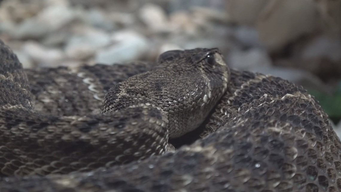 Rattlesnakes more active in Texas during spring mating season