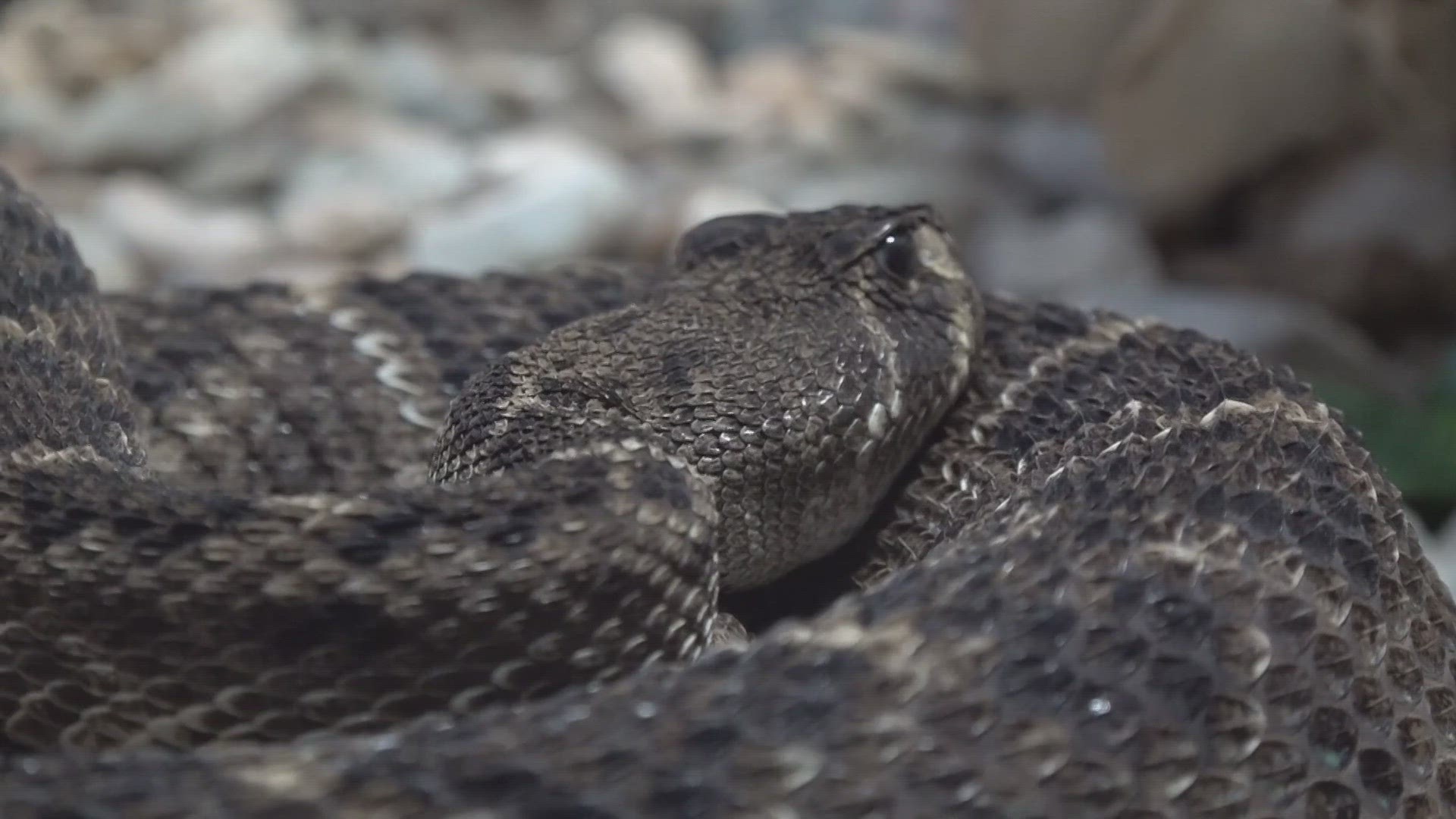 Hear some tips on how to avoid rattlesnakes in Central Texas.