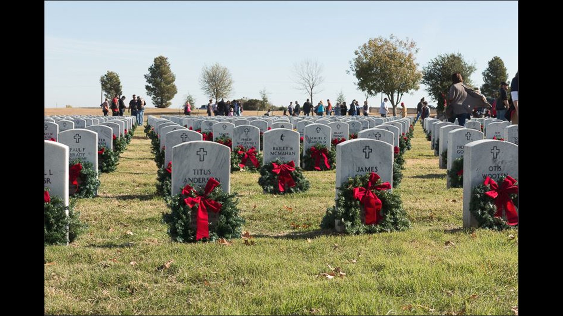 The poppy veterans day