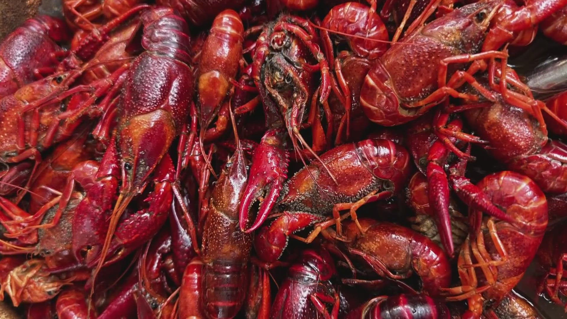 A summer drought meant crawfish are having trouble surviving and growing, meaning many farmers are pulling in low numbers in their traps.