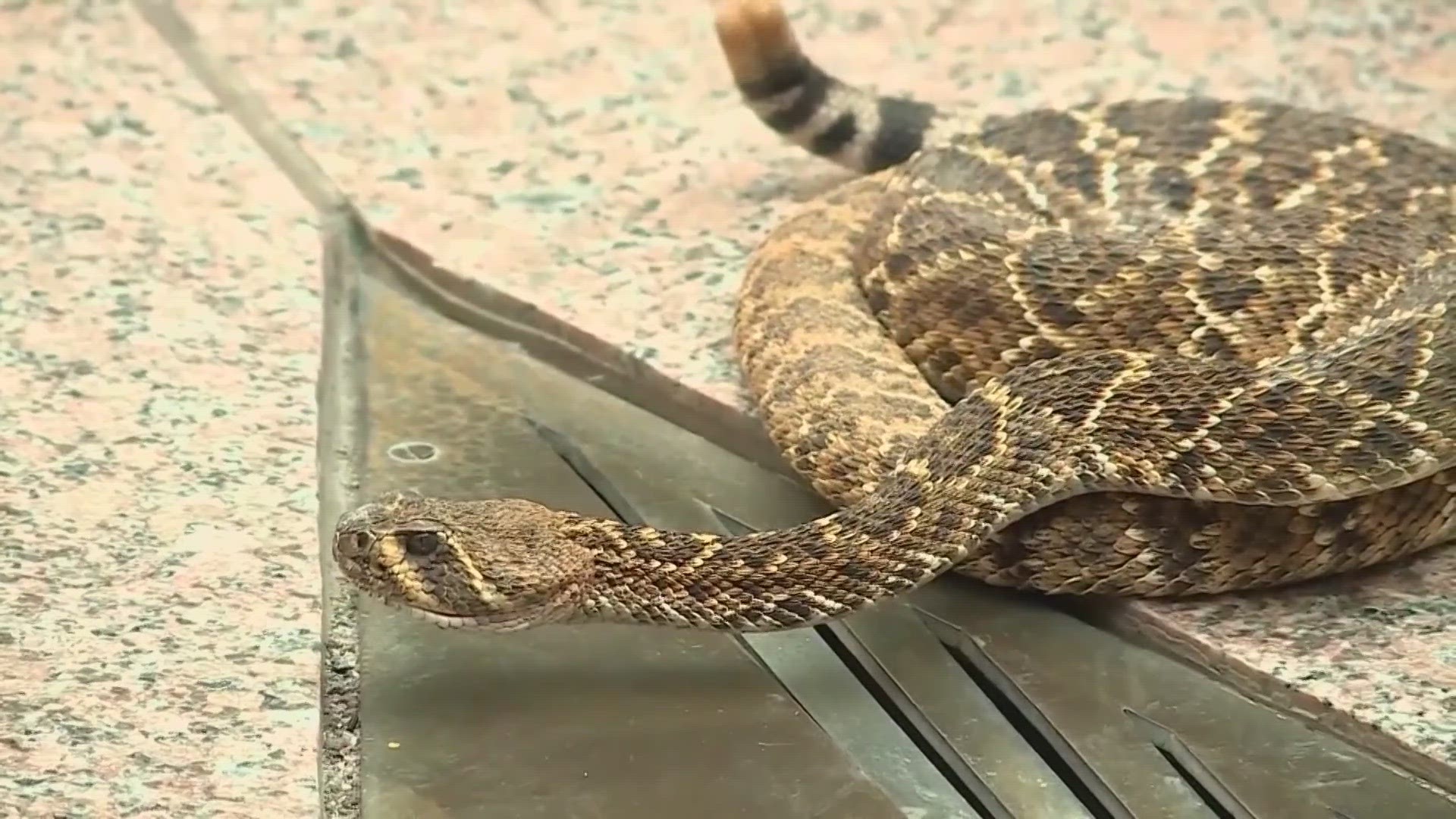 We look at what you should do if you see a snake or if you get bit as snakes become more apparent during the heat.