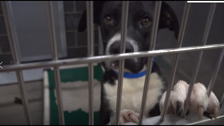 Humane Society of Central Texas needs help fostering dogs during winter storm