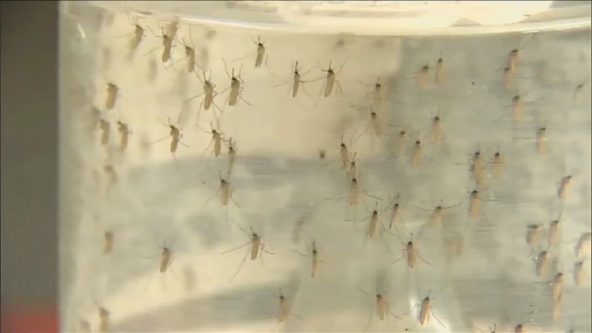 Health officials say local mosquito traps have not tested positive for the virus. 